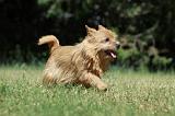 NORWICH TERRIER 106